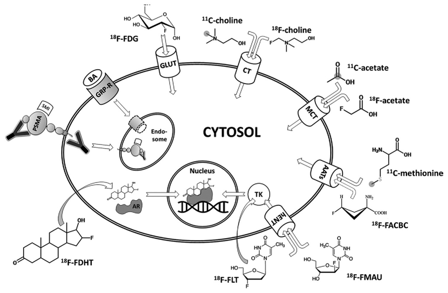 Diagram of an overview of molecular imaging strategies currently applied for prostate cancer. Grey circles indicate the position of carbon 11 (11C) atoms. Curved arrows indicate free transmembranous diffusion. AATs: Amino acid transporters, AR: Androgen receptor, BA: Bombesin analogue, CT: Choline transporter, 18F-FACBC: Anti-fluorine 18 (18F)-1-amino-3-fluorocyclobutane-1-carboxylic acid, 18F-FDG: 18F-fluorodeoxyglucose, 18F-FDHT: 18F-16b-fluoro-5adihydrotestosterone, 18F-FLT: 18F-fluorothymidine, 18F-FMAU: 18F-fluoro-methyl-arabinofuranosyluracil, GLUT: Glucose transporter, GRP-R: Gastrin-releasing peptide receptor, hENT: Human equilibrative nucleoside transporter, MCT: Monocarboxylate transporter, PSMA: Prostate-specific membrane antigen, SMI: Small molecule inhibitor, TK: Thymidine kinase, Y: Antibody.