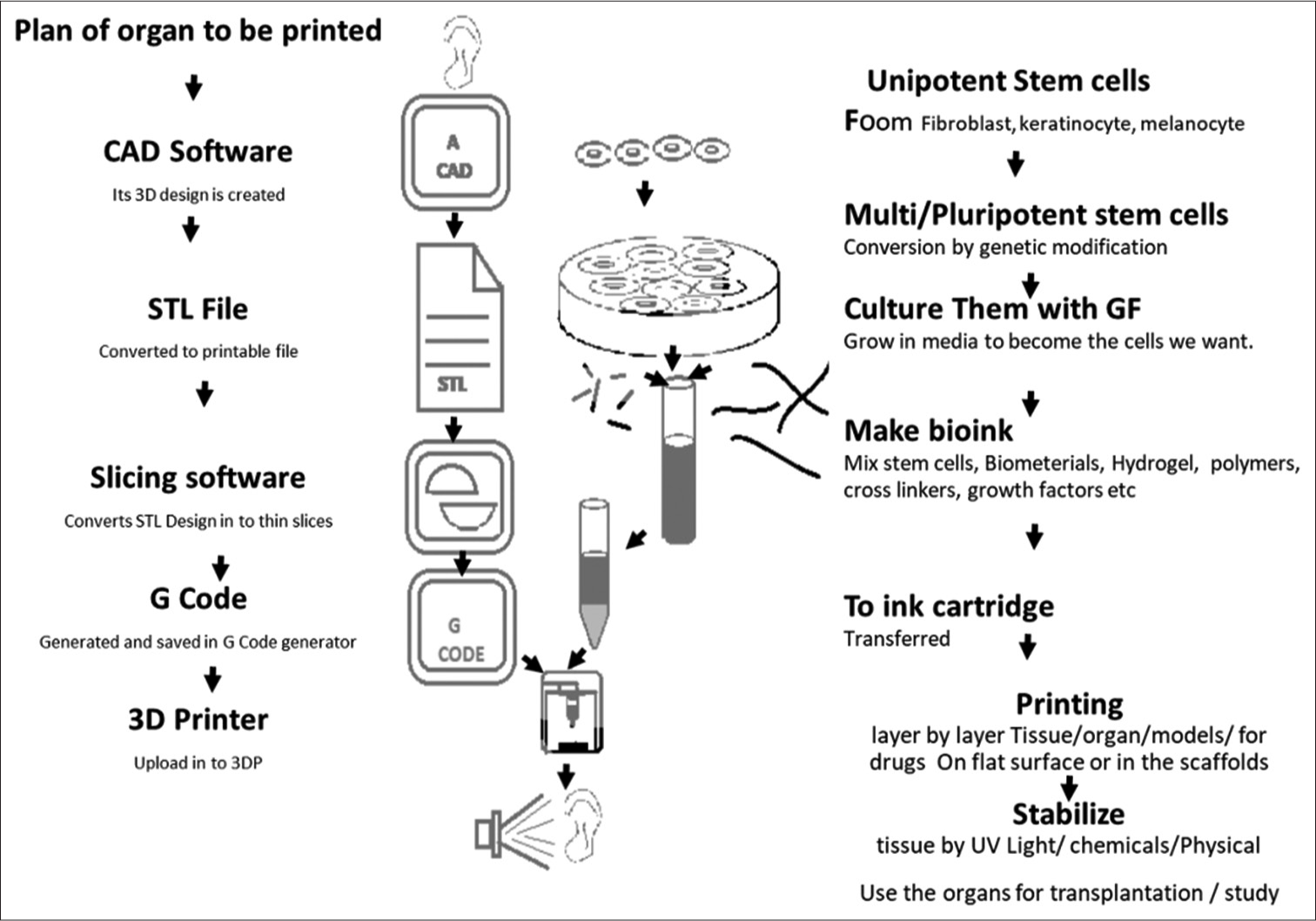 The diagrammatic representation of 3D bioprinting of an organ like ear.